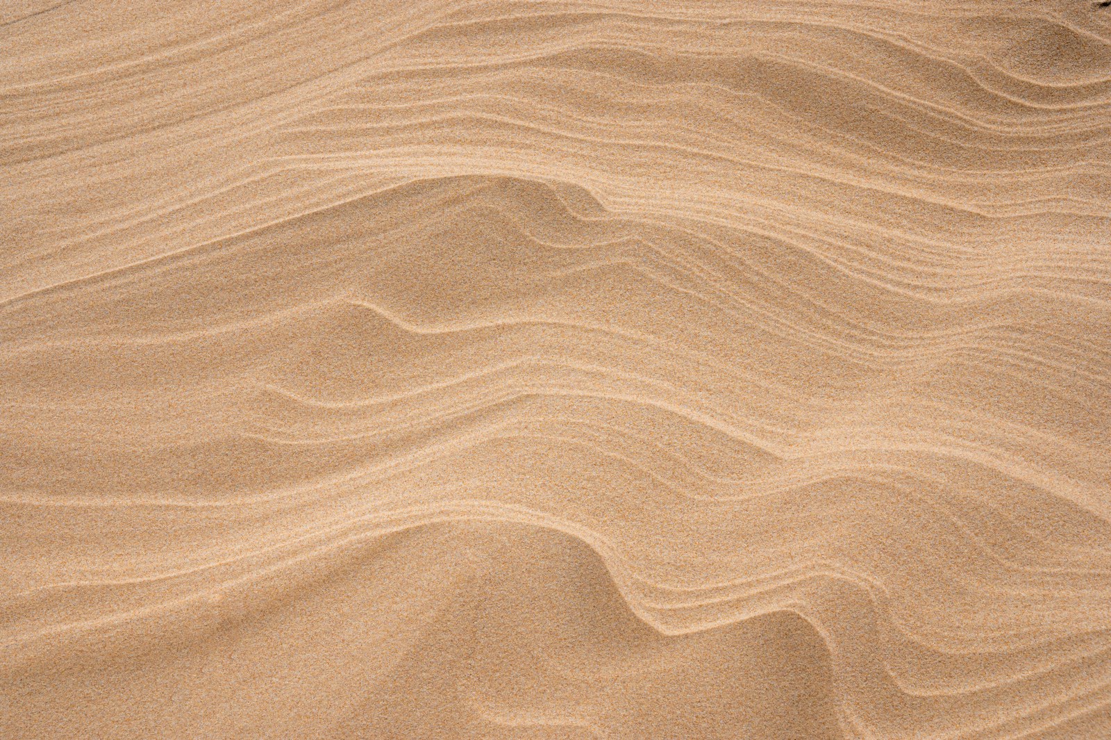 Windblown ripples in fine golden sand forming organic flowing patterns